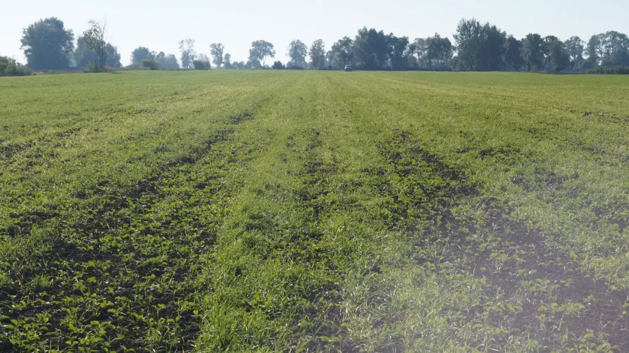 Pole uprawne z młodymi roślinami i trawą, przygotowywane pod oprysk na chwasty jednoliścienne.