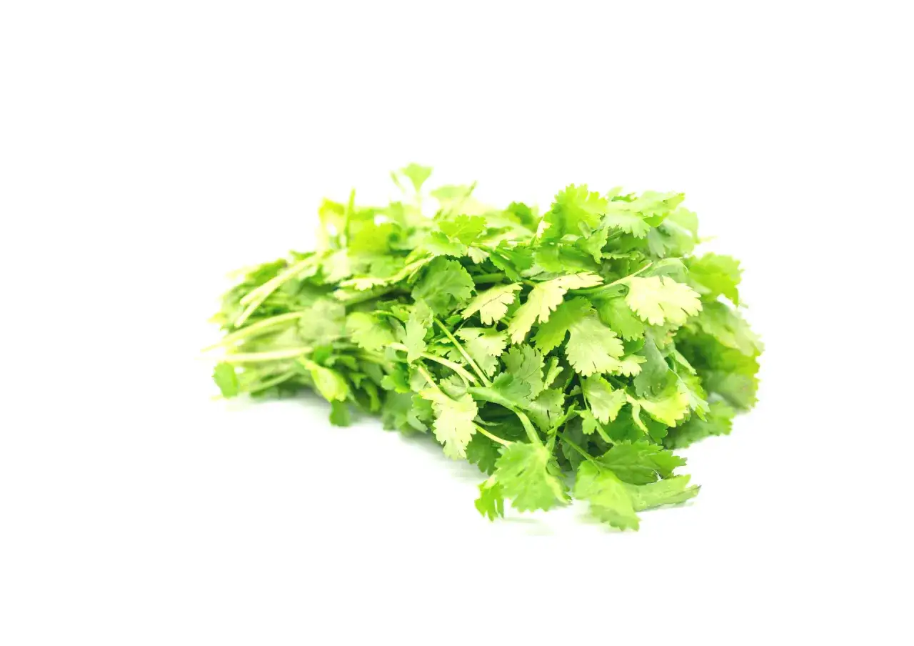 Pęczek świeżej kolendry, idealnej do sałatek, zup i dań kuchni meksykańskiej. Kolendra do czego? Do aromatyzowania potraw!