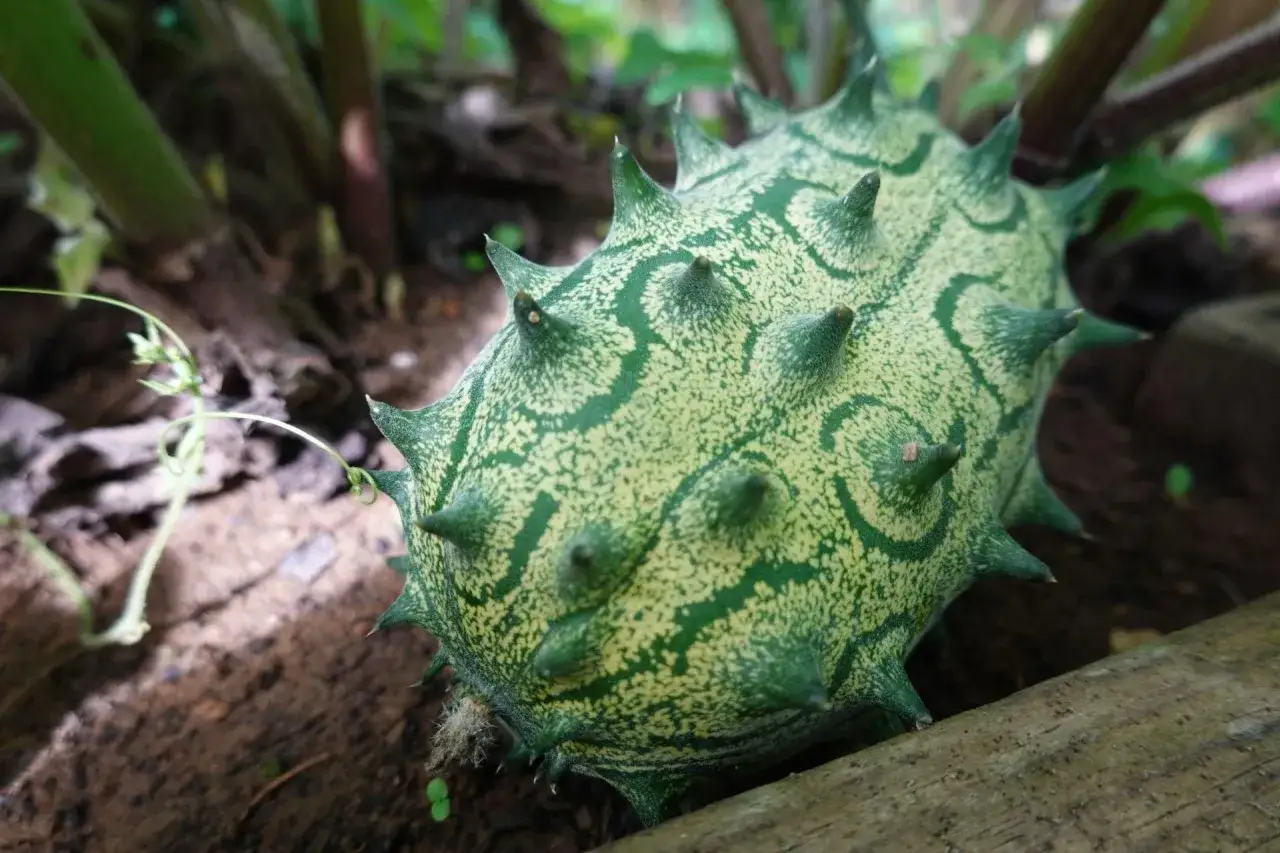 Kolczasty owoc kiwano, dojrzewający w słońcu, zapowiada udaną kiwano uprawę.