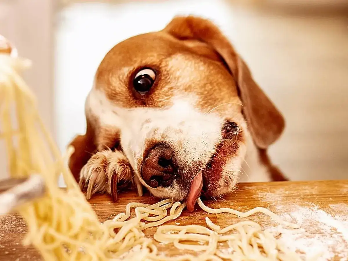 A beagle dog eagerly licks spaghetti, wondering if dogs can eat pasta.