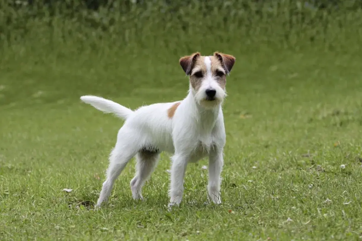 En alert parson russell terrier st&aring;r i gr&auml;set, redo f&ouml;r lek.