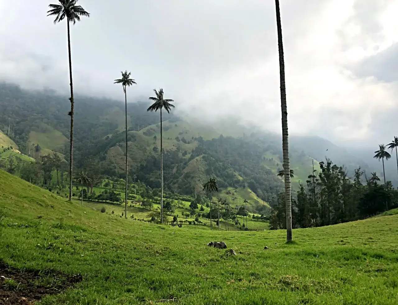 Valle del Cocora, Colombia que ver: palmas de cera alt&iacute;simas se alzan entre colinas verdes y neblina, un paisaje ic&oacute;nico.