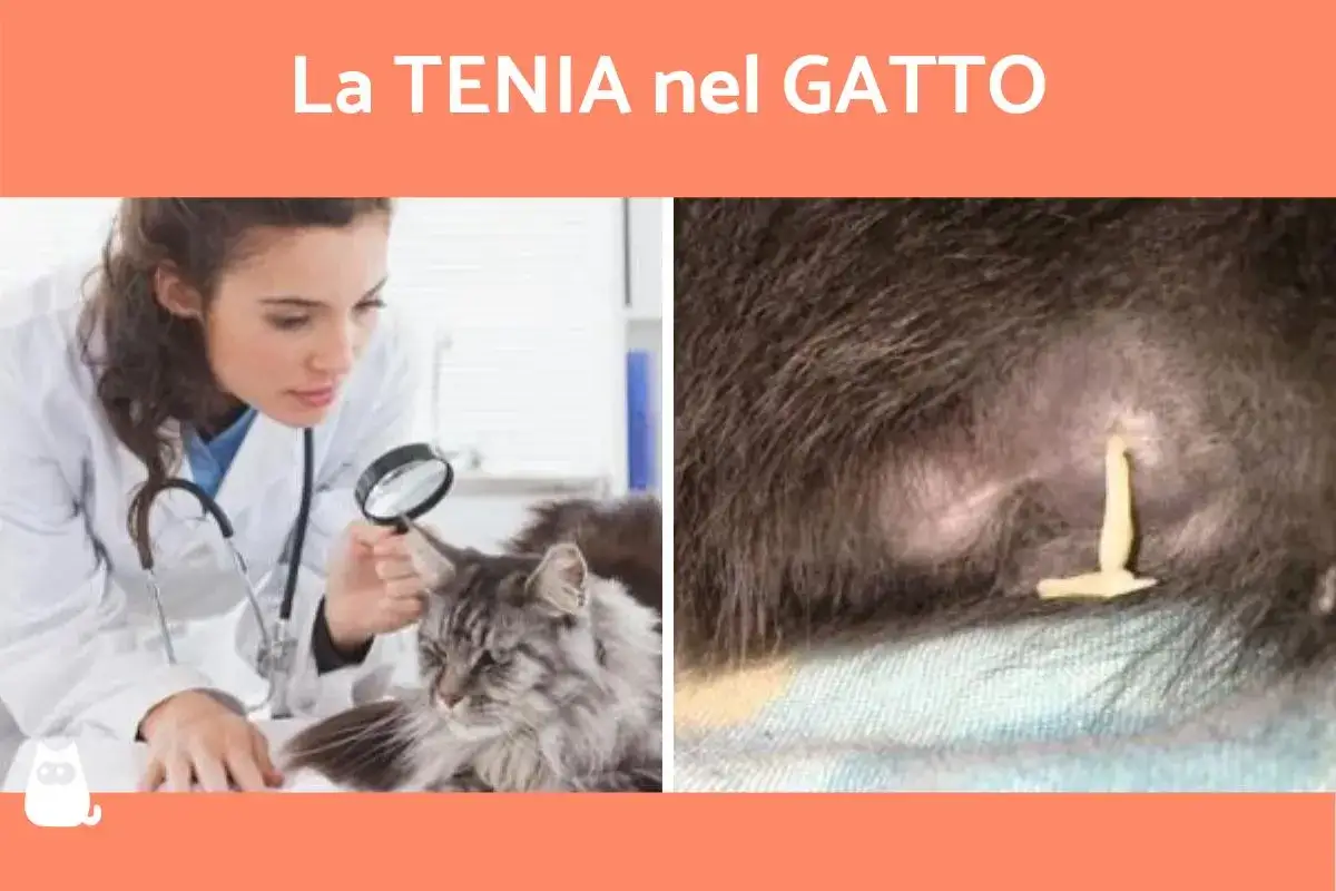 Veterinario esamina un gatto con lente d'ingrandimento, mostrando un parassita. Immagine utile per capire se il gatto ha i vermi.