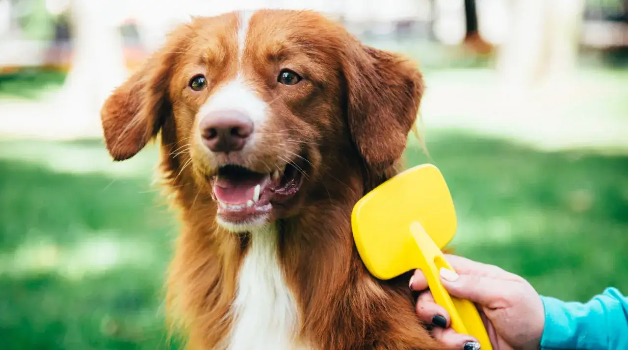 Un cane dal pelo fulvo viene spazzolato con una spazzola gialla. La muta del cane è in corso, ma il cane sembra felice.