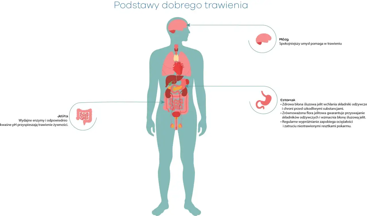 Ilustracja przedstawia układ trawienny człowieka. Czas od zjedzenia do wydalenia zależy od wielu czynników, ale zdrowe jelita i żołądek są kluczowe.