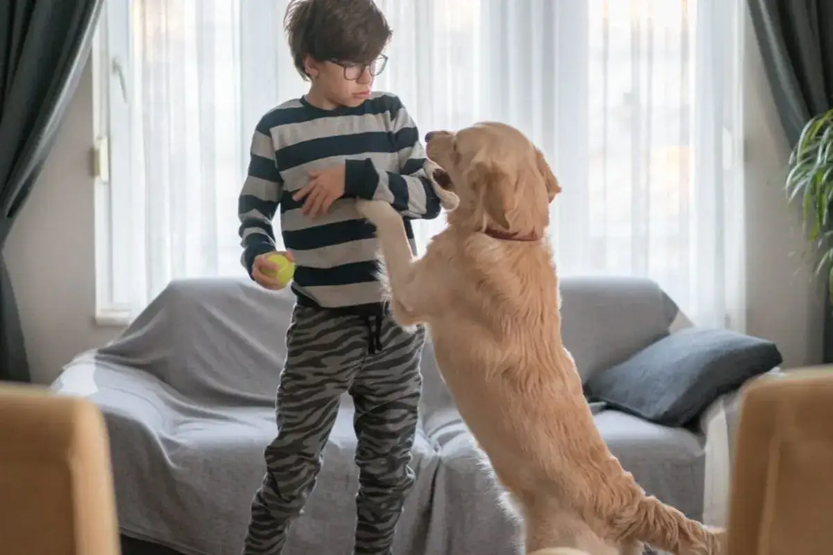Ein Junge mit Brille h&auml;lt einen Tennisball, w&auml;hrend ein goldener Retriever auf ihn springt.