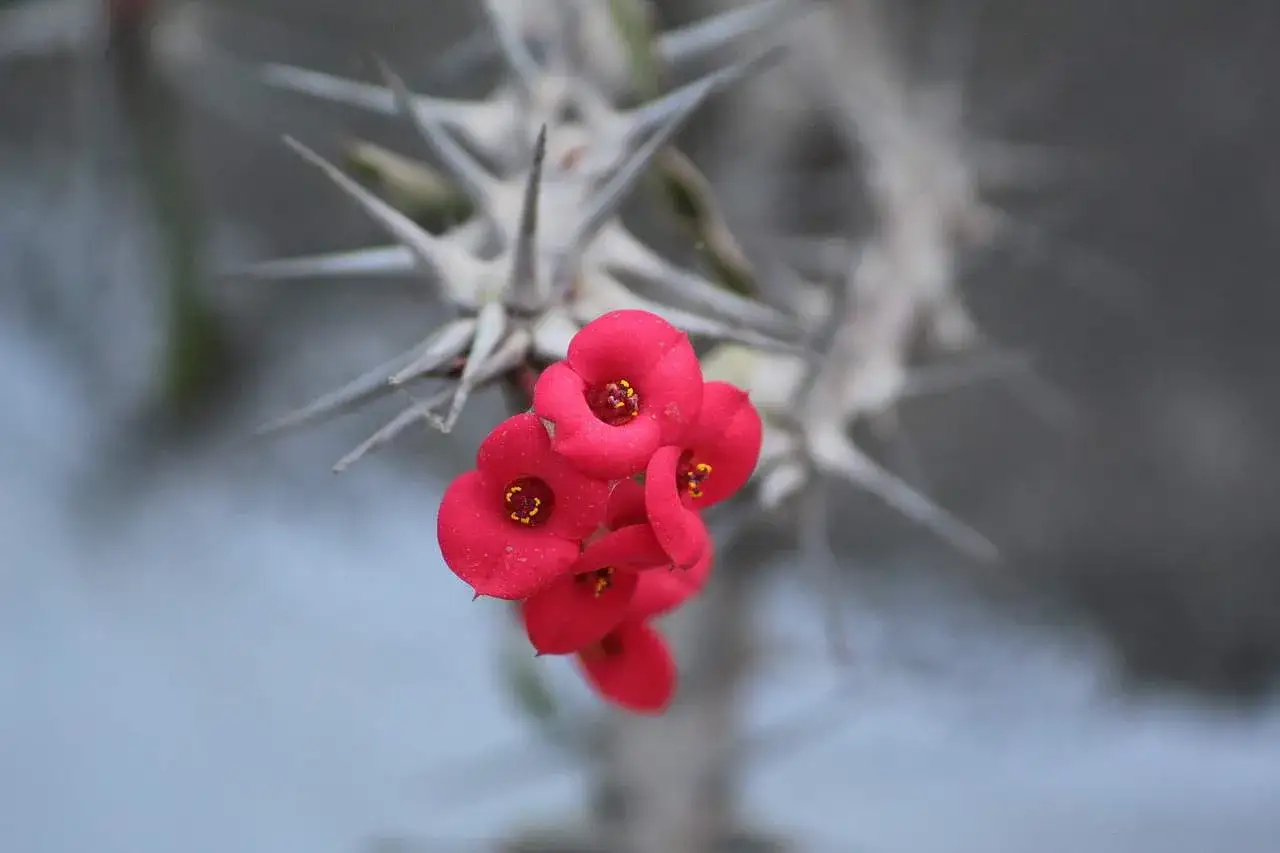 Fiori rossi brillanti sbocciano su un ramo spinoso di spina di cristo velenosa, un contrasto affascinante tra bellezza e pericolo.