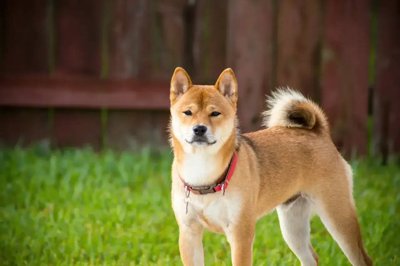 Uroczy shiba inu z zawiniętym ogonem stoi na trawie przed drewnianym płotem.