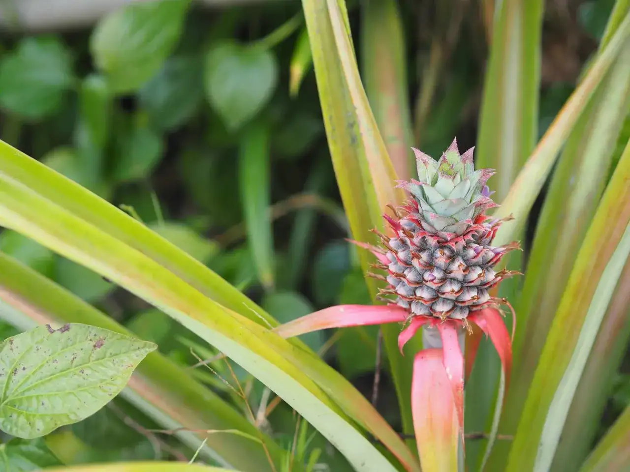Młody ananas, pokazujący, jak rosną ananasy, otoczony zielonymi liśćmi.