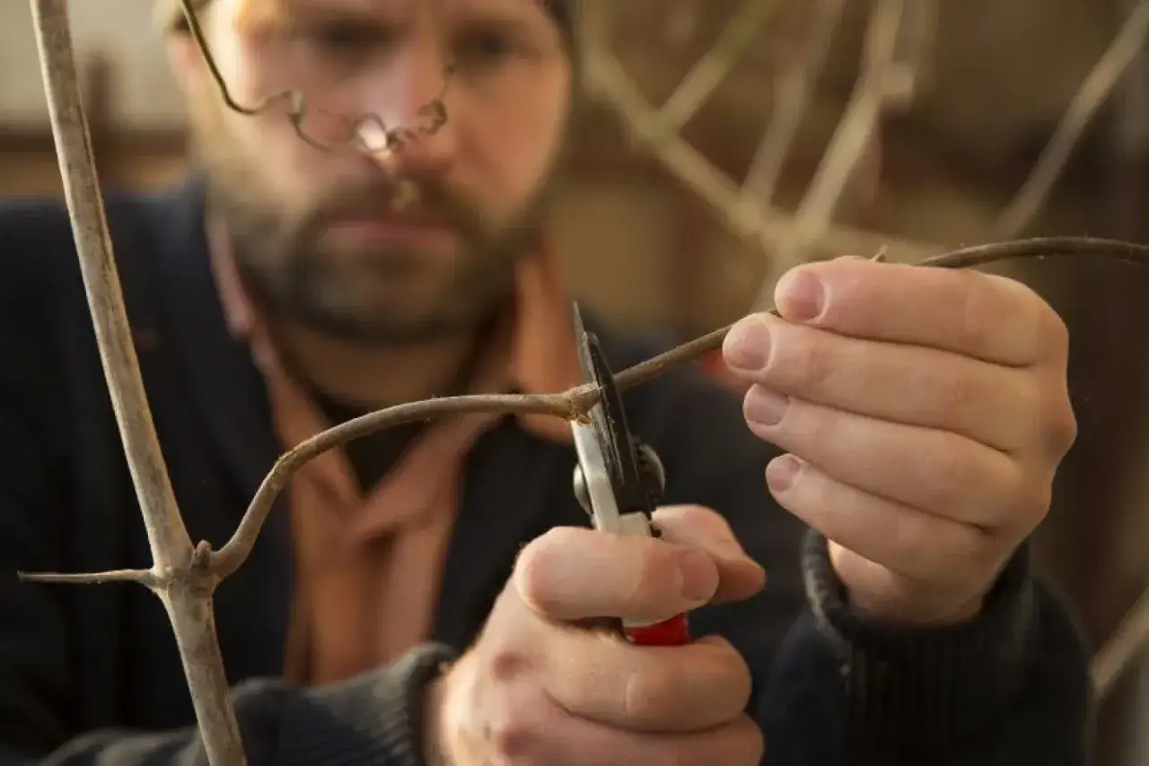 Man med sk&auml;gg klipper vinranka med sekat&ouml;r.