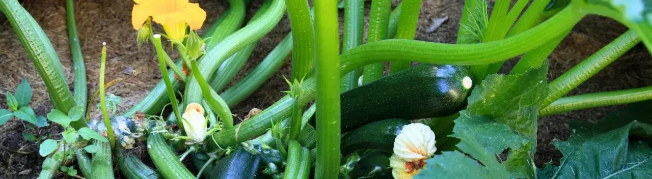 Plante de courgette avec des fruits verts et une fleur jaune. On aperçoit une courgette blanche en formation, cachée sous les feuilles.