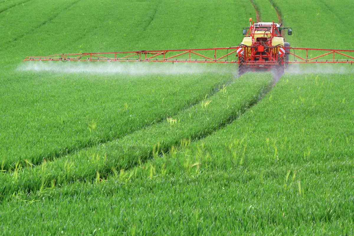 Traktor opryskuje pole zieloną pszenicą, stosując herbicyd totalny.
