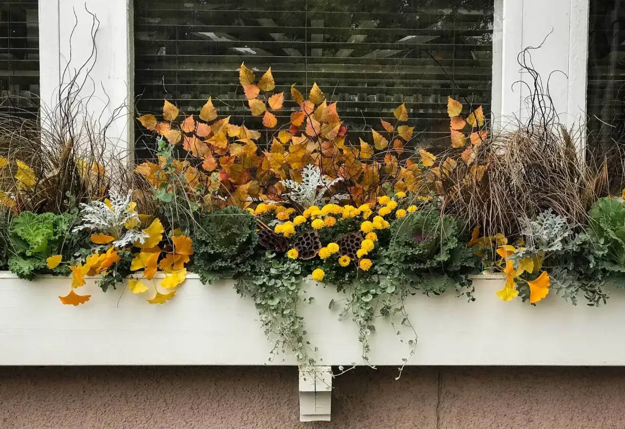 Ein weißer Pflanzkasten, üppig bepflanzt mit gelben Chrysanthemen, Gräsern, Herbstlaub und Zierkohl.