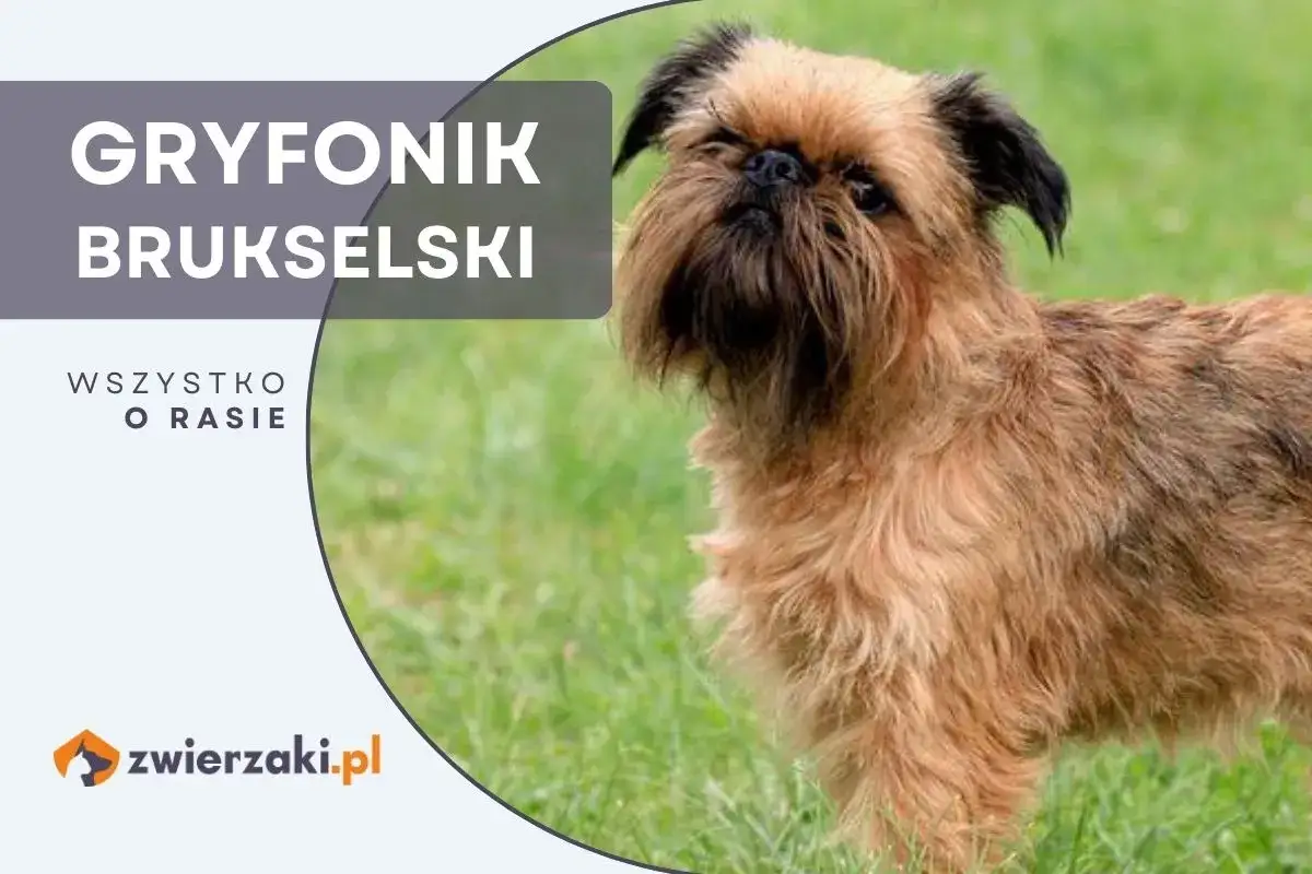 Gryfonik brukselski - poznaj rasę i jej cenę. Uroczy piesek na zielonej trawie.