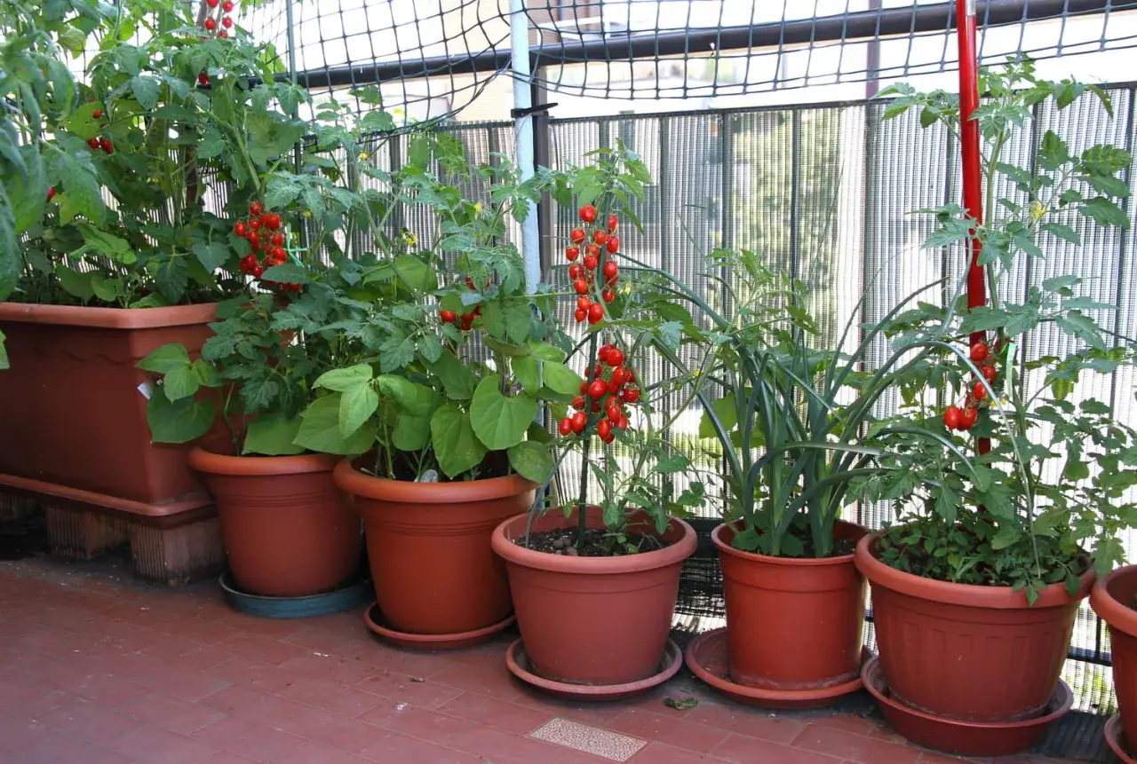 Des tomates en pot, rouges et mûres, poussent sur un balcon. Les plants sont bien verts et promettent une belle récolte.