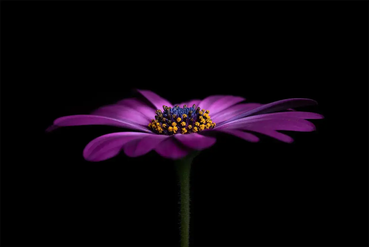 Fioletowy kwiat z ż&oacute;łtym środkiem, uchwycony techniką focus stacking, ukazuje każdy detal z ostrością.