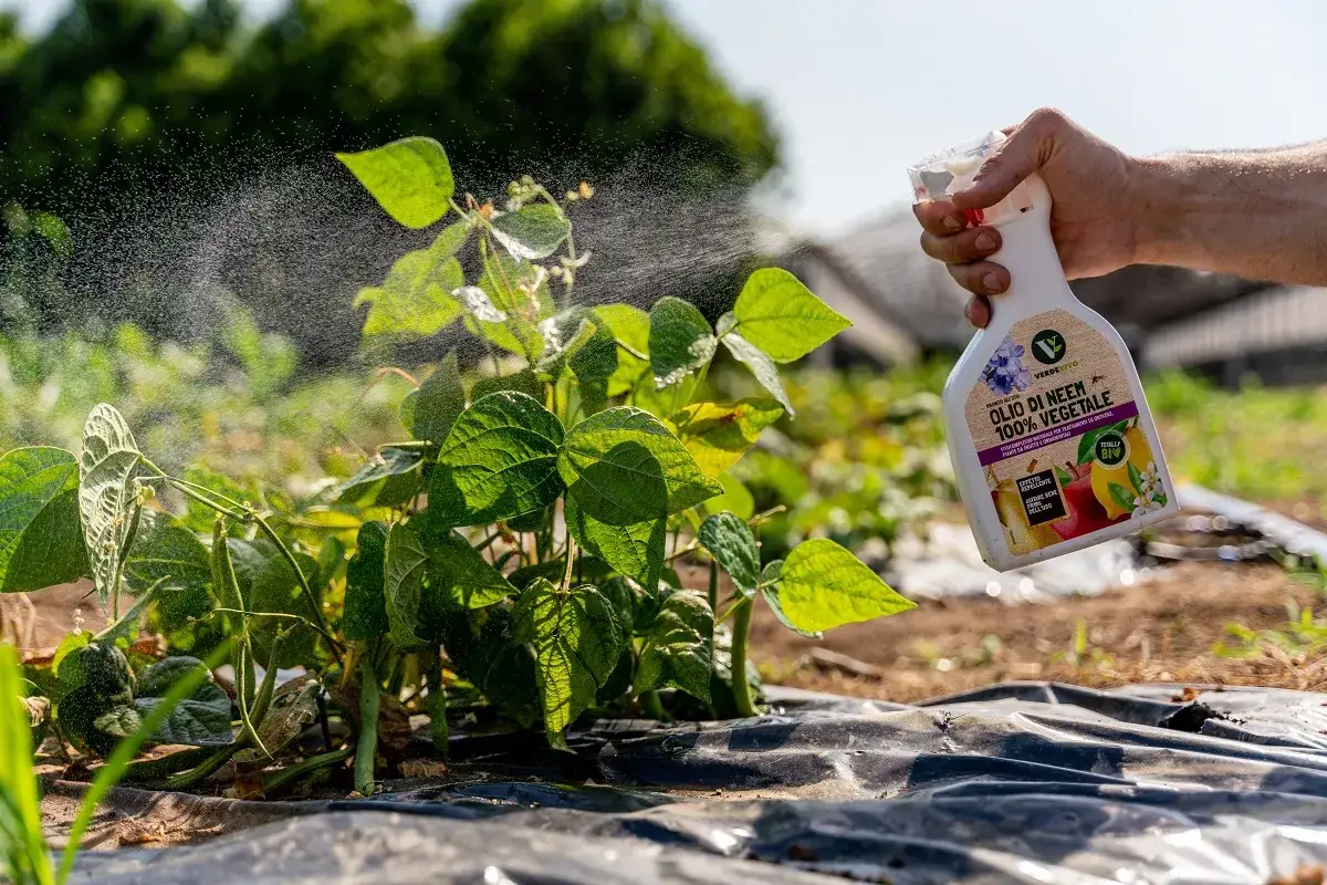 Mano spruzza olio di neem 100% vegetale su una pianta di pomodori in un orto.