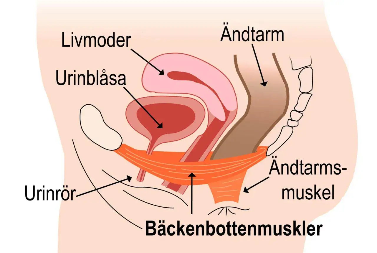 Illustration av kvinnans bäckenbottenmuskler, urinblåsa och livmoder. Kan vara svårt att kissa ut det sista om musklerna är svaga.