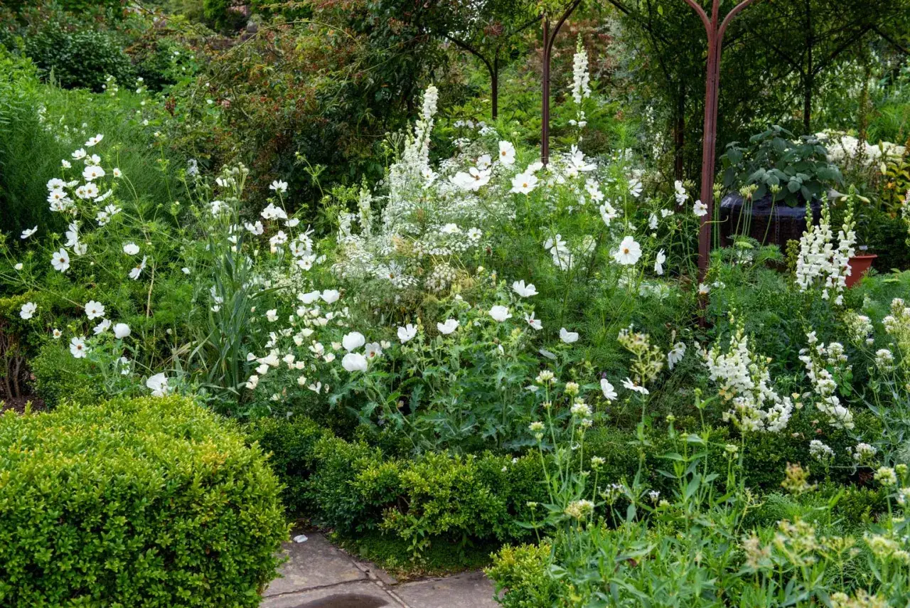 Un jardin luxuriant de fleurs blanches, dont des cosmos et des delphiniums, &eacute;voquant le parfum du seringat le plus parfum&eacute;.