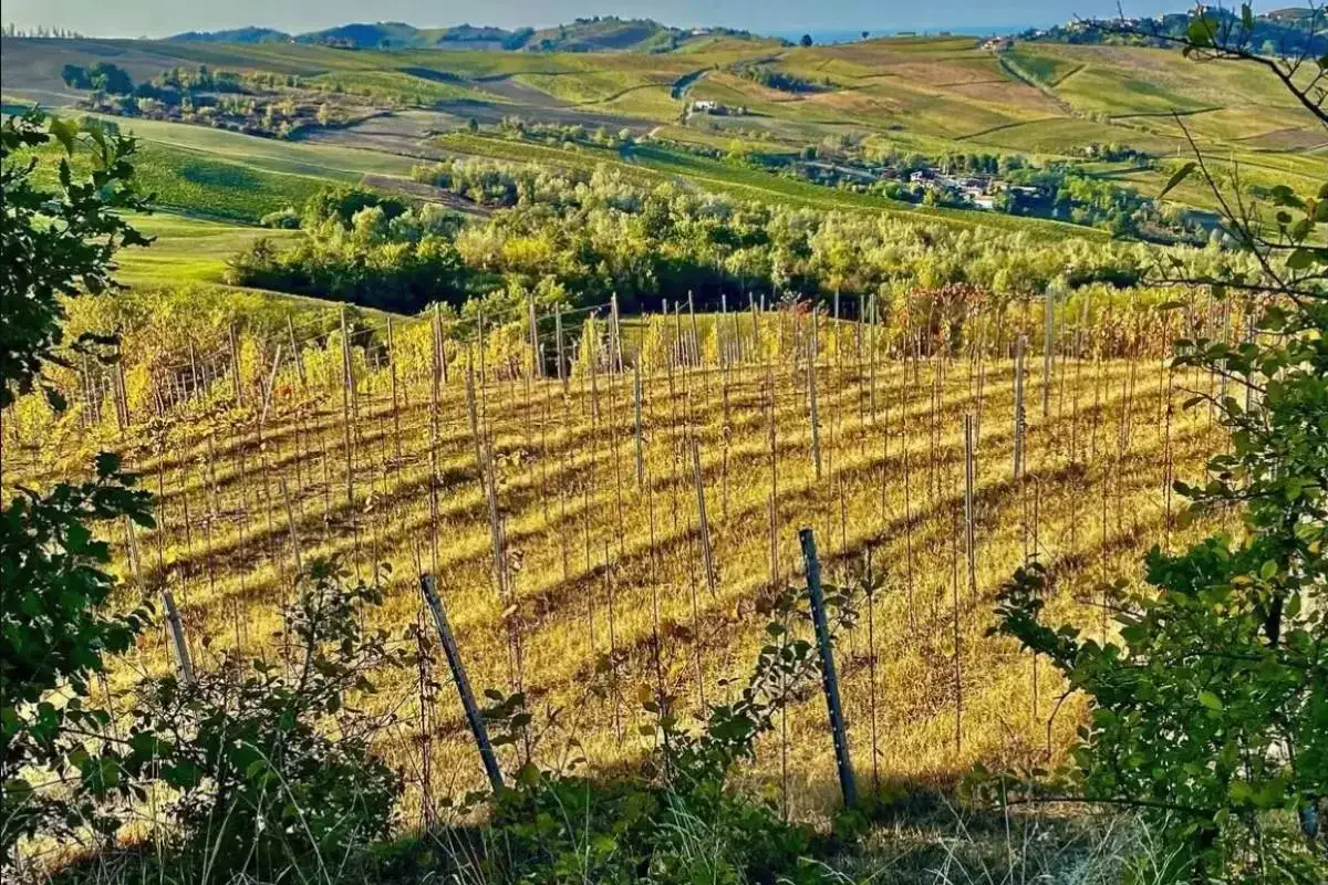Colline dorate sotto il sole autunnale, filari di vite che raccontano la storia del vino.
