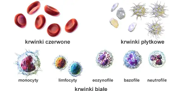 różne typy komórek krwi pod mikroskopem