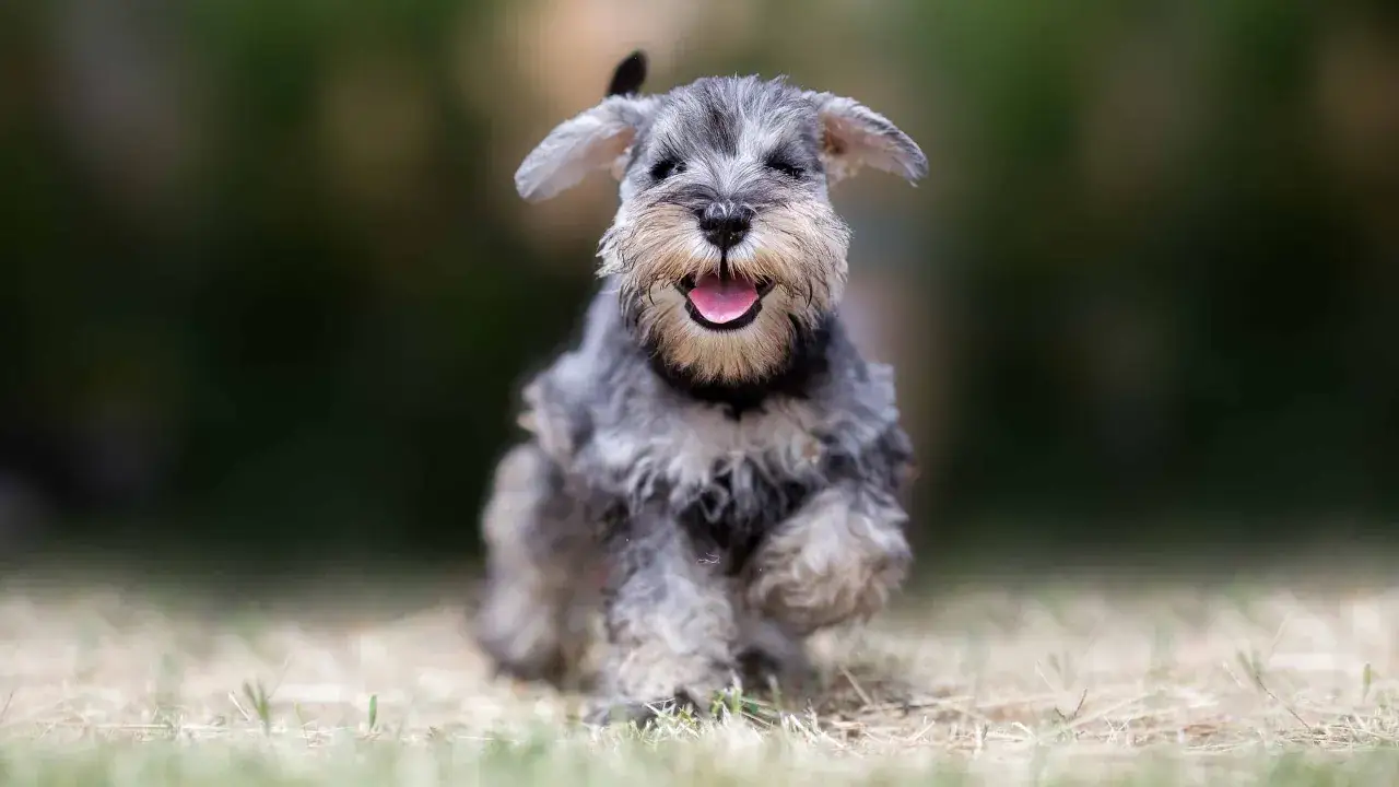 Un adorable schnauzer nain, taille parfaite pour l'aventure, court joyeusement sur l'herbe, la langue sortie, plein d'entrain.
