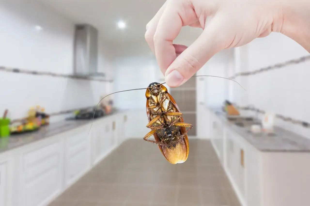 Una mano sostiene una cucaracha de campo boca abajo, con una cocina moderna desenfocada al fondo.