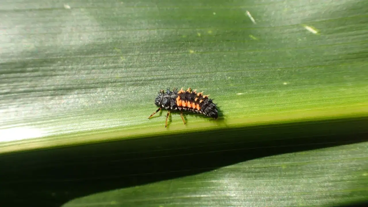 Larwa dobroczynka kalifornijskiego, czarno-pomarańczowa, pełzająca po zielonym liściu.