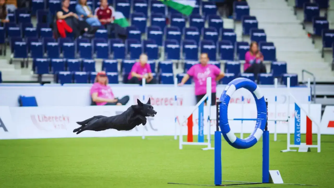Un chien noir bondit avec **agilité chien** à travers un parcours d'obstacles, visant un cerceau bleu et blanc.