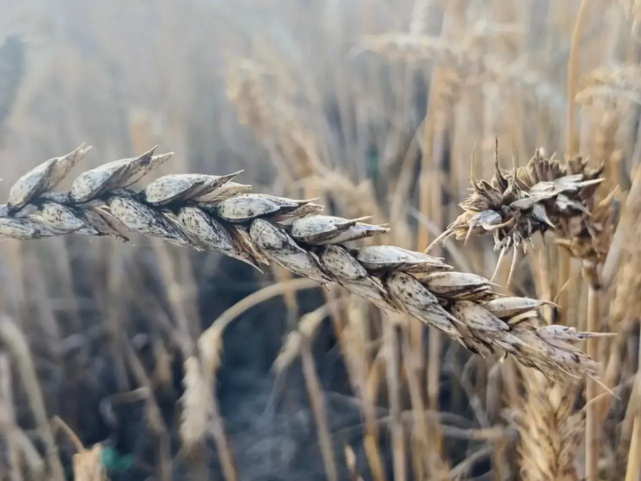 Zbliżenie na kłos pszenicy, gdzie widać szczegóły jego budowy. Każde ziarno, otoczone plewami, tworzy piękną, naturalną głownię.