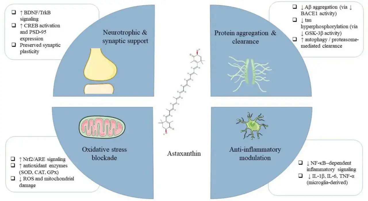 Astaxanthin wirkt sich positiv auf die Psyche aus, indem es neurotrophe Unterst&uuml;tzung, Protein-Clearance, oxidative Stressblockade und Entz&uuml;ndungshemmung f&ouml;rdert.