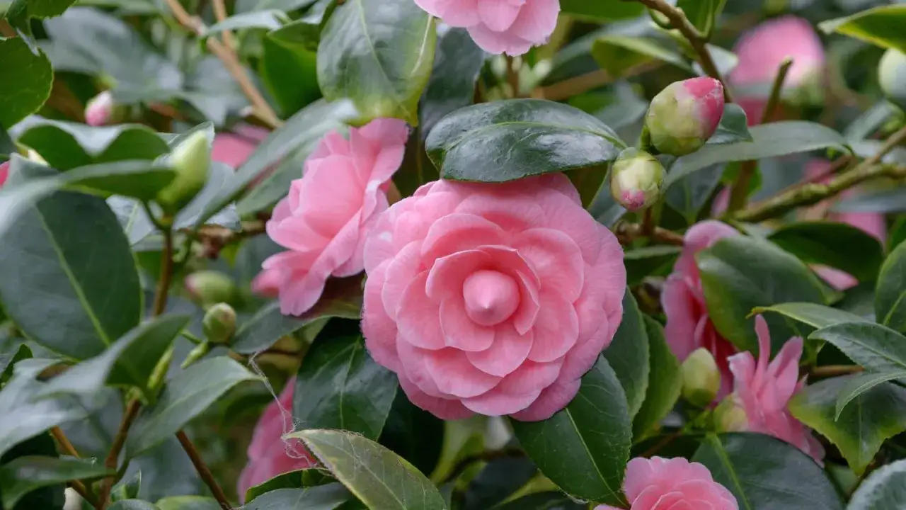 Zarte rosa Kamelienblüten und Knospen inmitten dunkelgrüner Blätter. Ein perfekter Moment, um die Kamelie zu schneiden und ihre Schönheit zu bewahren.