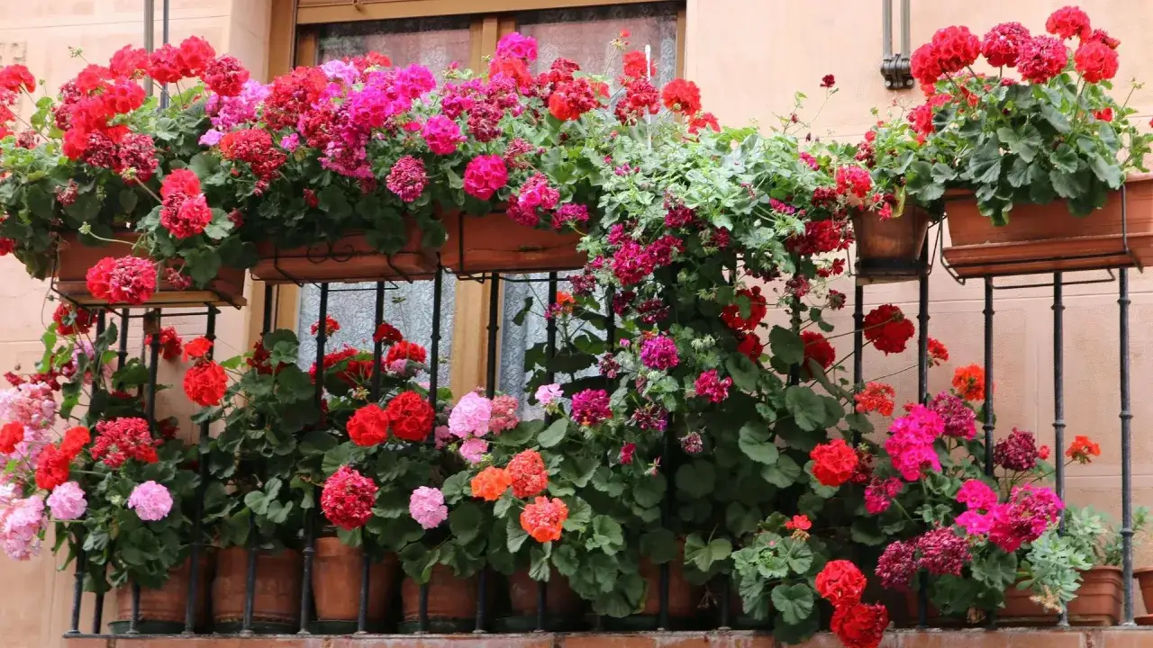 Balkon pełen kwitnących pelargonii w odcieniach czerwieni, różu i fuksji. Kwiaty tworzą barwną kaskadę, ozdabiając balustradę i okna.