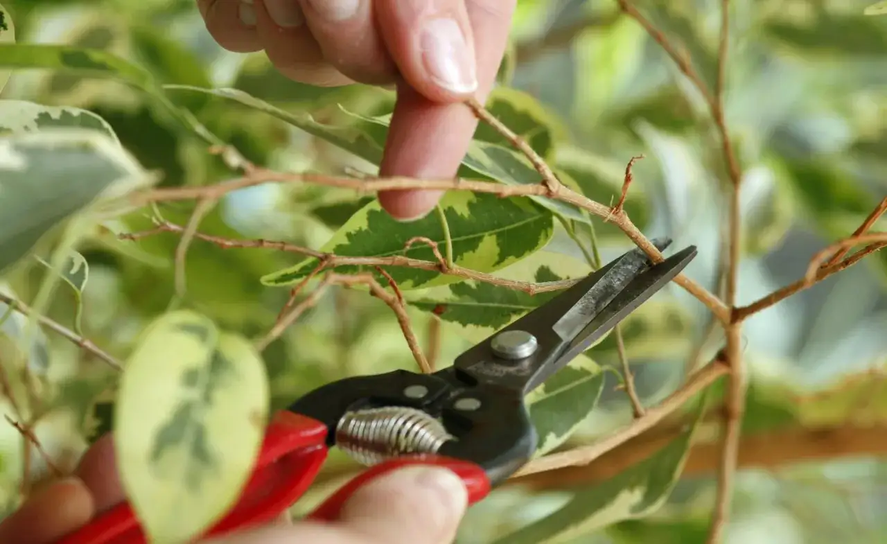 Hände halten eine Gartenschere, um einen Ast eines Gummibaums zu schneiden.