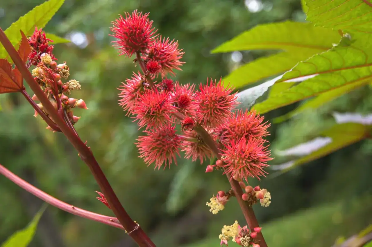 Fiori rossi e spinosi della pianta di ricino, con foglie verdi sullo sfondo.