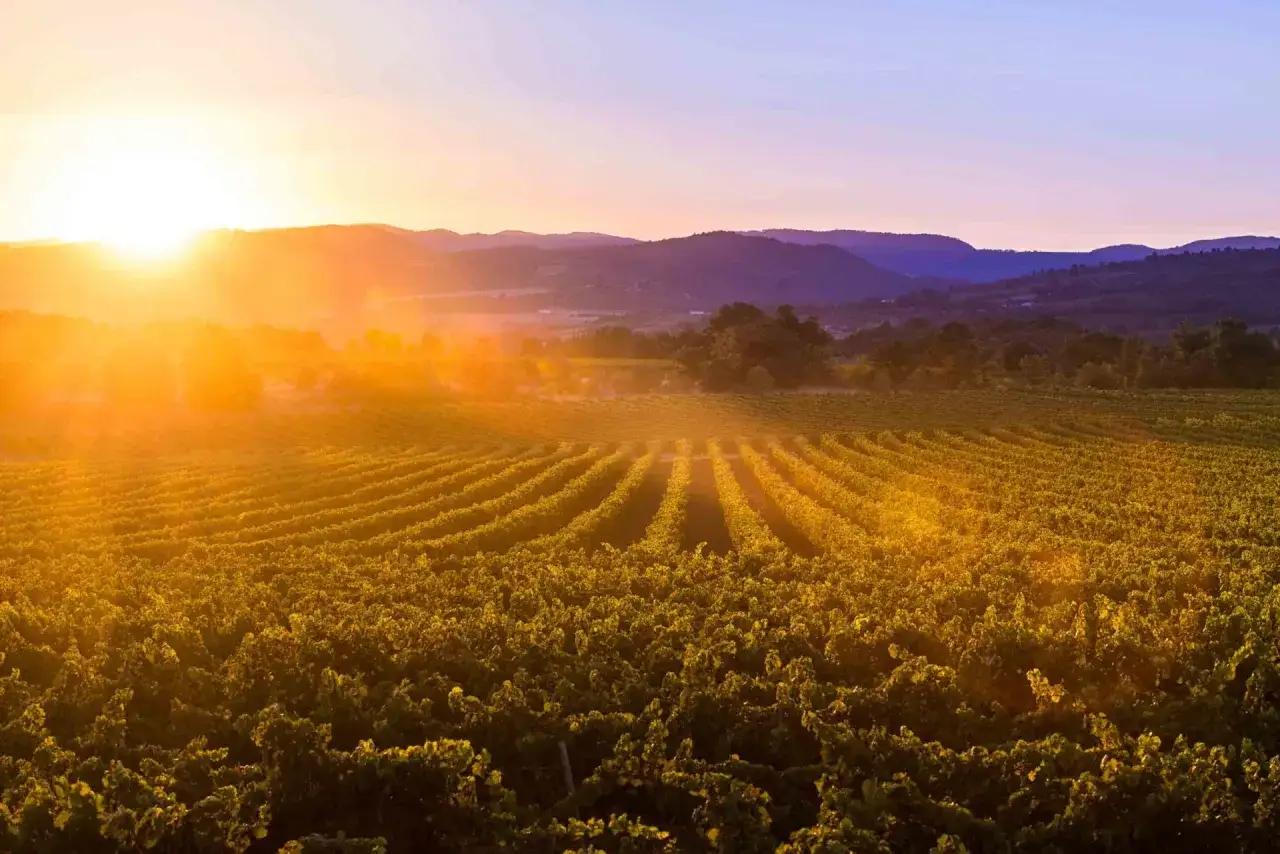 Sonnenuntergang über Weinbergen in der Gascogne, Frankreich. Die goldenen Strahlen tauchen die Reben in ein warmes Licht.