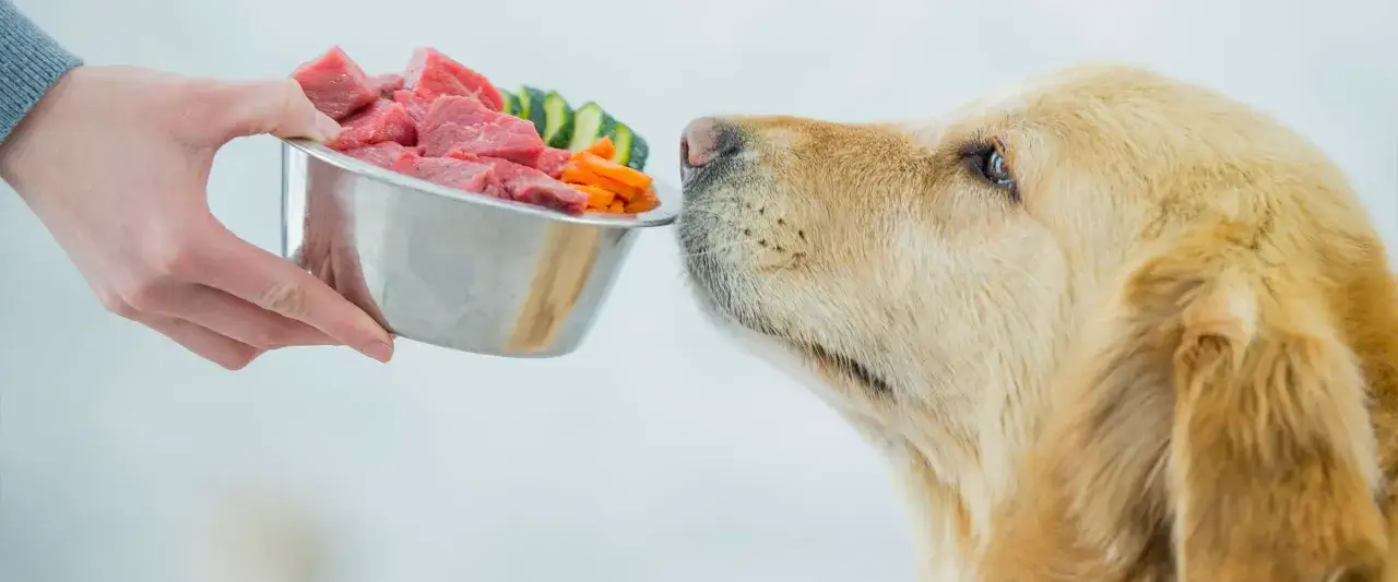 Złoty retriever wącha miskę z mięsem i warzywami. Czy pies może cukinie? Tak, w umiarkowanych ilościach.