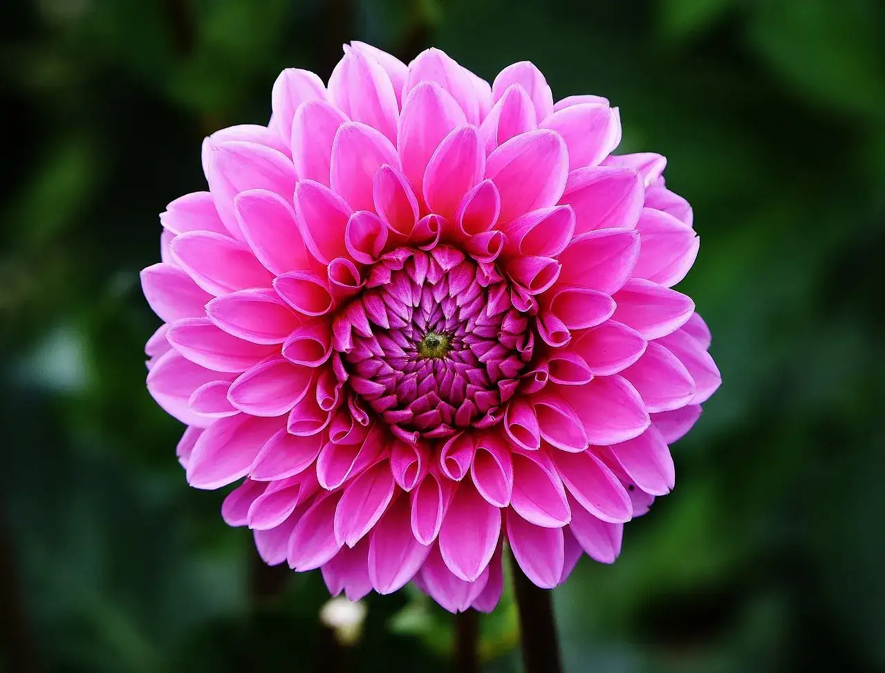 En vacker, rosa dahlia med tätt packade kronblad som bildar ett perfekt mönster. Blommor på p.