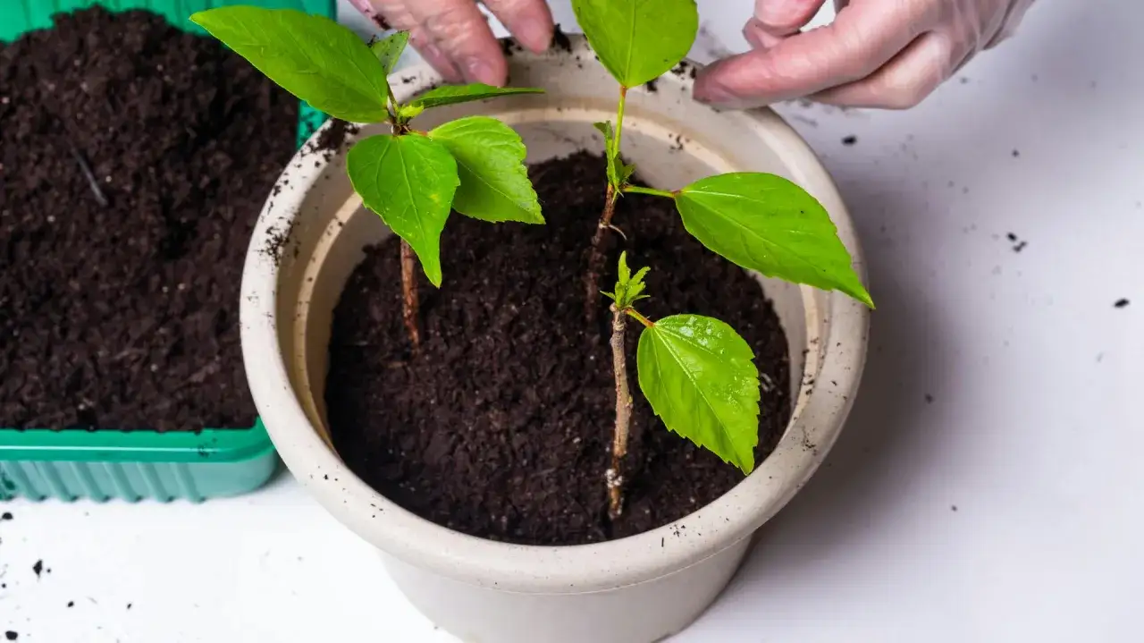 Junge Hibiskus-Stecklinge werden in einen Topf mit Erde gepflanzt, um sie zu vermehren.