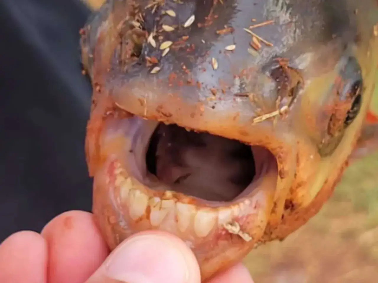 Nahaufnahme eines musky fisch Kopfes mit geöffnetem Maul und scharfen Zähnen, bedeckt mit Erde und Pflanzenresten.