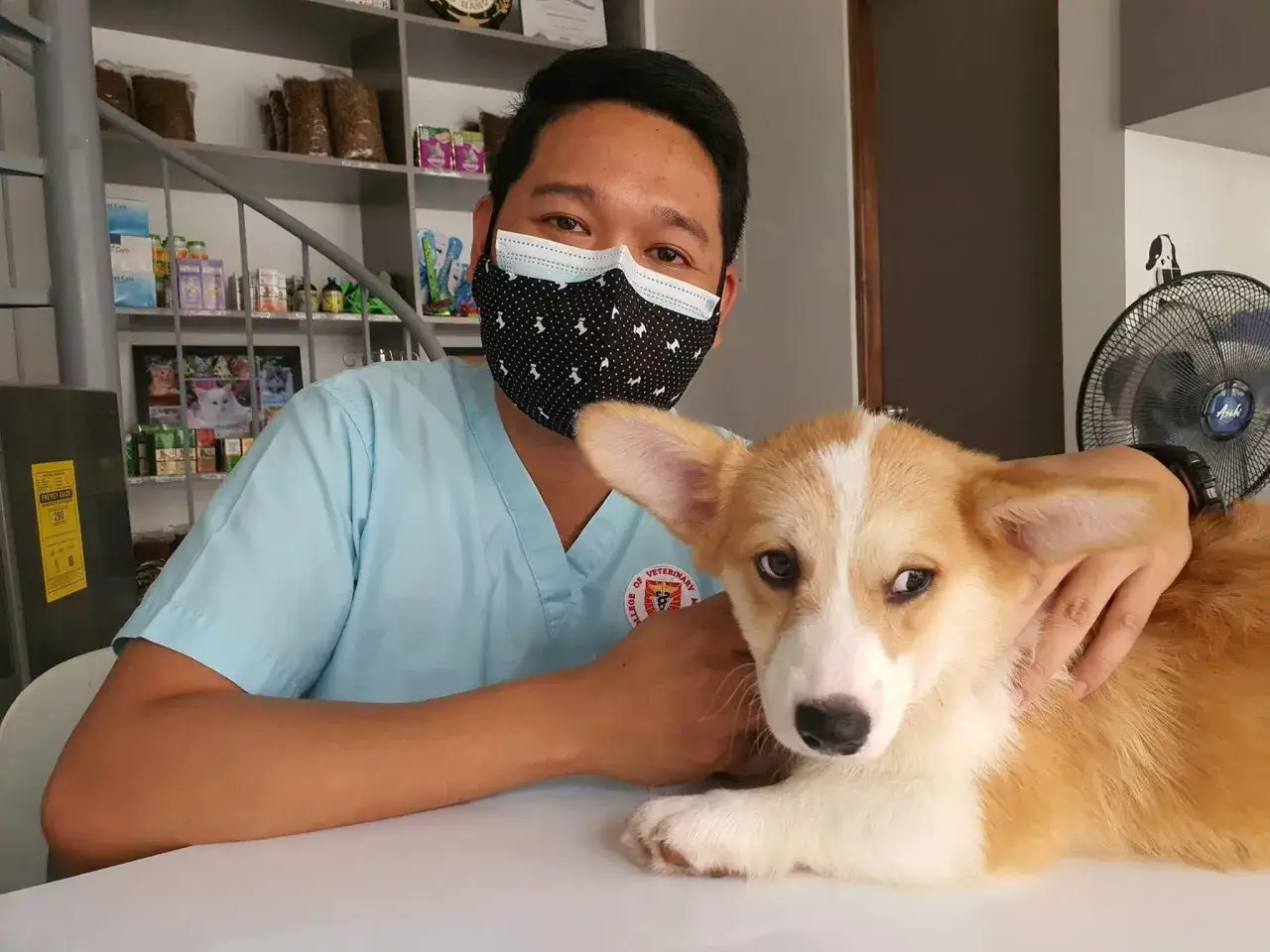 Weterynarz w maseczce obejmuje uroczego szczeniaka corgi. Może ma czkawka u szczeniaka?