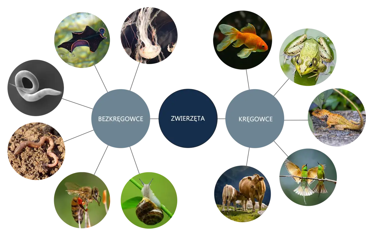 Podział królestwa zwierząt na bezkręgowce (np. meduza, płaziniec, nicień, dżdżownica, pszczoła, ślimak) i kręgowce (np. złota rybka, żaba, jaszczurka, krowa, ptaki).
