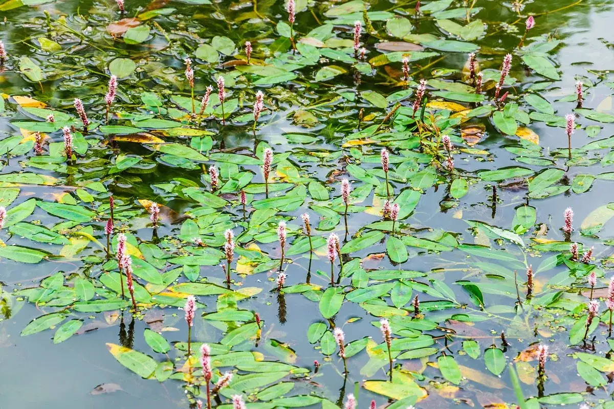 Un tapis de feuilles vertes et de fleurs roses de potamot nageant dans l'eau calme.