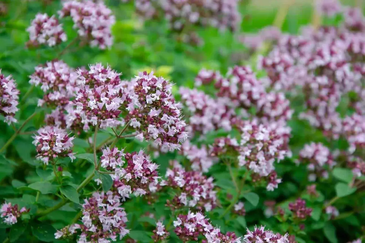En buske med sm&aring;, lila blommor som ser ut som om den &auml;r redo att odla oregano.