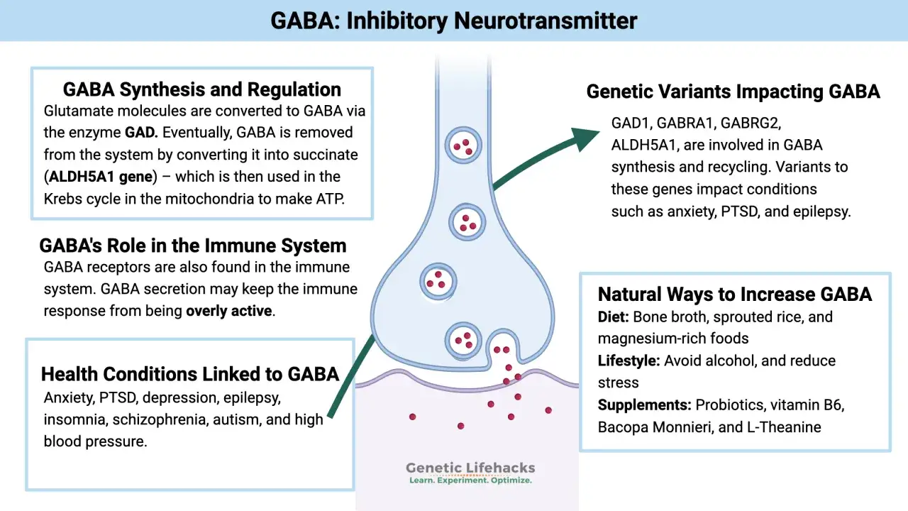 Diagrama explica qué es GABA, un neurotransmisor inhibidor, su síntesis, rol inmune, y cómo afecta la salud.