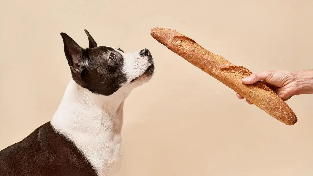 Pies z zaciekawieniem patrzy na bagietkę. Czy pies może jeść chleb? To pytanie nurtuje wielu właścicieli czworonogów.
