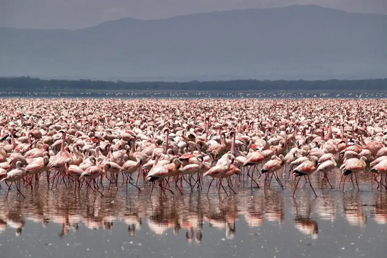 Tysiące różowych flamingów na jeziorze Nakuru, tworzących różowy dywan na wodzie.