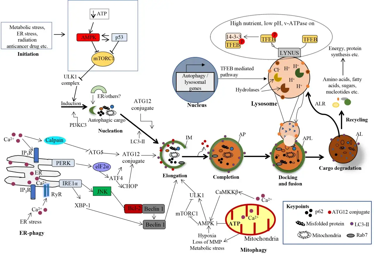 Metabolische Belastung, ER-Stress oder Strahlung initiieren Autophagie. AMPK und p53 regulieren mTORC1, was die Autophagie beeinflusst. Wann beginnt Autophagie? Bei Stress.
