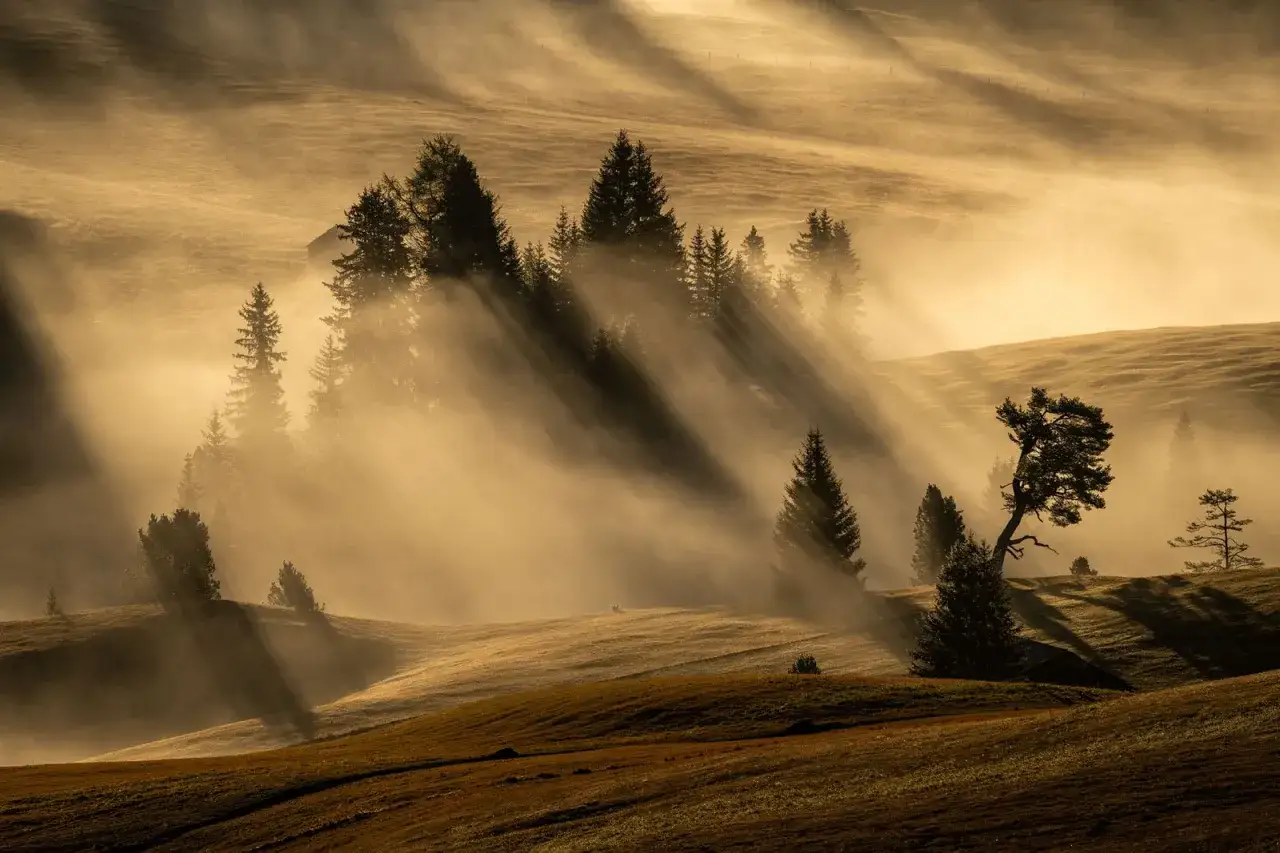 Rayons de soleil per&ccedil;ant la brume matinale sur un paysage nature vallonn&eacute;, illuminant des sapins solitaires.