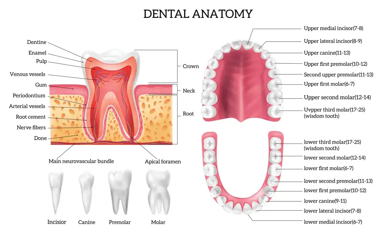 Anatomia dentale: sezione di un dente con dentina, smalto, polpa e vasi; tipi di denti (incisivo, canino, premolare, molare); arcate dentali superiore e inferiore con i nomi dei denti, inclusi i mammelloni dei denti.
